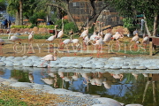 BAHRAIN, Al Areen Wildlife Park, Pink Flamingos, BHR1620JPL