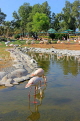 BAHRAIN, Al Areen Wildlife Park, Pink Flamingos, BHR1669JPL