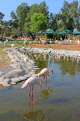 BAHRAIN, Al Areen Wildlife Park, Pink Flamingos, BHR1670JPL