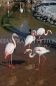 BAHRAIN, Al Areen Wildlife Park, Pink Flamingos, BHR1962JPL