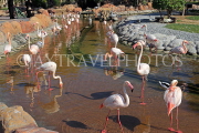 BAHRAIN, Al Areen Wildlife Park, Pink Flamingos, BHR1963JPL
