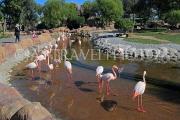 BAHRAIN, Al Areen Wildlife Park, Pink Flamingos, BHR1964JPL