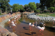 BAHRAIN, Al Areen Wildlife Park, Pink Flamingos, BHR1965JPL