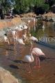 BAHRAIN, Al Areen Wildlife Park, Pink Flamingos, BHR1967JPL