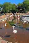 BAHRAIN, Al Areen Wildlife Park, Pink Flamingos, BHR1968JPL