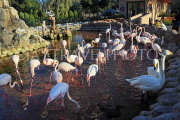 BAHRAIN, Al Areen Wildlife Park, Pink Flamingos, BHR1969JPL