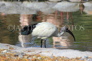 BAHRAIN, Al Areen Wildlife Park, Sacred Ibis, BHR1664JPL