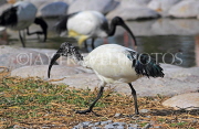 BAHRAIN, Al Areen Wildlife Park, Sacred Ibis, BHR1665JPL