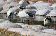 BAHRAIN, Al Areen Wildlife Park, Sacred Ibis, BHR1667JPL