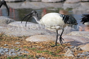 BAHRAIN, Al Areen Wildlife Park, Sacred Ibis, BHR1668JPL