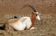 BAHRAIN, Al Areen Wildlife Park, Scimitar Oryx, BHR1999JPL