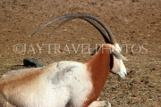 BAHRAIN, Al Areen Wildlife Park, Scimitar Oryx, BHR2000JPL