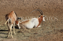 BAHRAIN, Al Areen Wildlife Park, Scimitar Oryx, BHR2001JPL