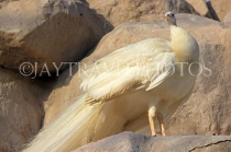 BAHRAIN, Al Areen Wildlife Park, White Peacock, BHR1588JPL