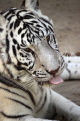 BAHRAIN, Al Areen Wildlife Park, White Tiger, BHR1622JPL