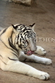 BAHRAIN, Al Areen Wildlife Park, White Tiger, BHR1623JPL