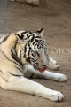 BAHRAIN, Al Areen Wildlife Park, White Tiger, BHR1624JPL