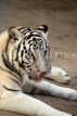 BAHRAIN, Al Areen Wildlife Park, White Tiger, BHR1625JPL