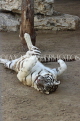BAHRAIN, Al Areen Wildlife Park, White Tiger, BHR1626JPL