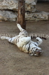 BAHRAIN, Al Areen Wildlife Park, White Tiger, BHR1627JPL