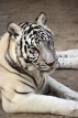 BAHRAIN, Al Areen Wildlife Park, White Tiger, BHR1628JPL