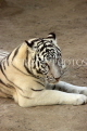 BAHRAIN, Al Areen Wildlife Park, White Tiger, BHR1629JPL