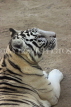 BAHRAIN, Al Areen Wildlife Park, White Tiger, BHR1631JPL