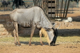 BAHRAIN, Al Areen Wildlife Park, Wildebeest, BHR1663JPL