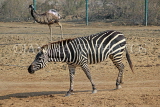 BAHRAIN, Al Areen Wildlife Park, Zebra, BHR1656JPL