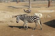 BAHRAIN, Al Areen Wildlife Park, Zebra, BHR1661JPL