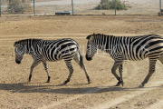 BAHRAIN, Al Areen Wildlife Park, Zebras, BHR1657JPL