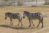 BAHRAIN, Al Areen Wildlife Park, Zebras, BHR1658JPL