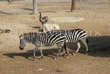 BAHRAIN, Al Areen Wildlife Park, Zebras, BHR1659JPL