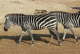BAHRAIN, Al Areen Wildlife Park, Zebras, BHR1660JPL