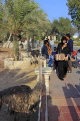 BAHRAIN, Al Areen Wildlife Park, and visitors by Ostriches, BHR1577JPL