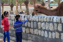 BAHRAIN, Al Areen Wildlife Park, children feeding a camel, BHR1653JPL