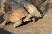 BAHRAIN, Al Areen Wildlife Park, giant Tortoise, BHR1643JPL