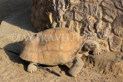 BAHRAIN, Al Areen Wildlife Park, giant Tortoise, BHR1644JPL