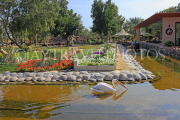 BAHRAIN, Al Areen Wildlife Park, landscaped gardens, Pelican in pond, BHR1583JPL