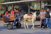 BAHRAIN, Al Areen Wildlife Park, sightseeing by mule drawn cart, BHR1650JPL