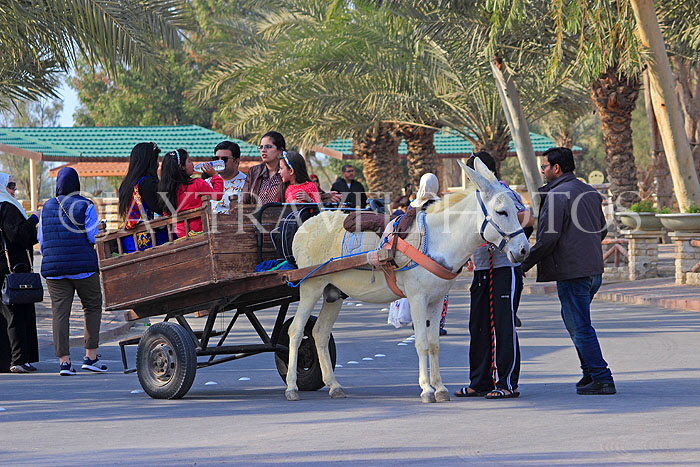BAHRAIN, Al Areen Wildlife Park, sightseeing by mule drawn cart, BHR1652JPL