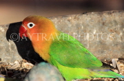 BAHRAIN, Al Areen Wildlife Park, tropical birds, Parrots, BHR2005JPL