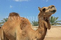 BAHRAIN, Al Jasra, Arman Zoo, Camel, BHR1528JPL
