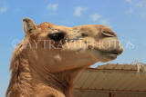 BAHRAIN, Al Jasra, Arman Zoo, Camel, BHR1529JPL
