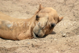 BAHRAIN, Al Jasra, Arman Zoo, Camel, BHR1531JPL