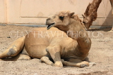 BAHRAIN, Al Jasra, Arman Zoo, Camels, BHR1532JPL