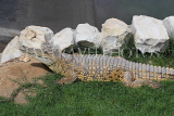 BAHRAIN, Al Jasra, Arman Zoo, Crocodile, BHR1541JPL