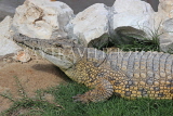 BAHRAIN, Al Jasra, Arman Zoo, Crocodile, BHR1542JPL