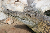 BAHRAIN, Al Jasra, Arman Zoo, Crocodile, BHR1543JPL