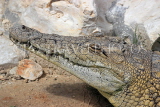 BAHRAIN, Al Jasra, Arman Zoo, Crocodile, BHR1544JPL